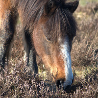 Buy canvas prints of New Forest Pony by Chris Day