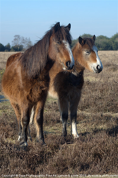 New Forest Ponies Picture Board by Chris Day