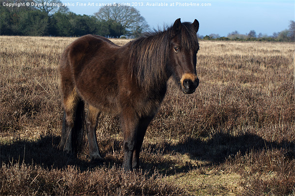 New Forest Pony Picture Board by Chris Day