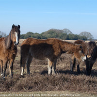 Buy canvas prints of New Forest Ponies by Chris Day