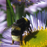 Buy canvas prints of Bee at work by Chris Day