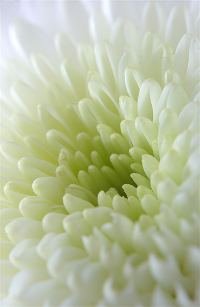 White Chrysanthemum Picture Board by Chris Day