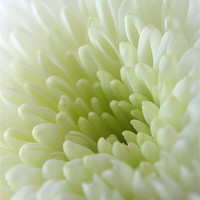 Buy canvas prints of White Chrysanthemum by Chris Day