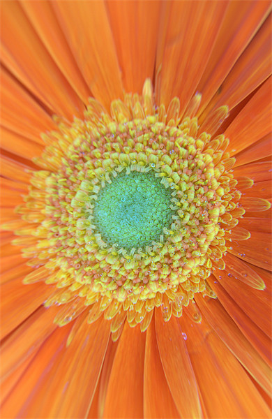 Gerbera Picture Board by Chris Day