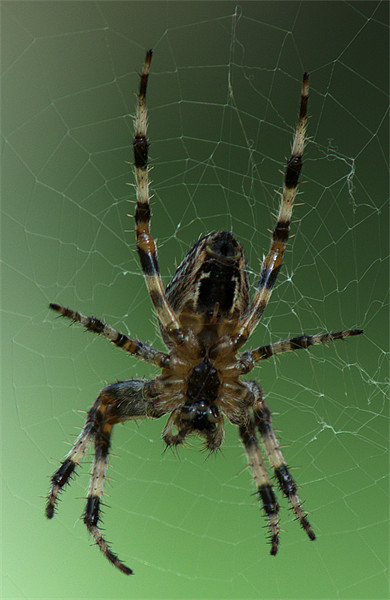 Orb Web Spider Picture Board by Chris Day