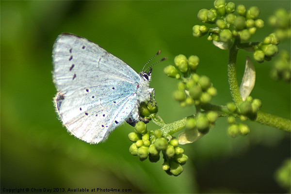 Small Blue Butterfly Picture Board by Chris Day