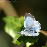 Buy canvas prints of Small Blue Butterfly by Chris Day