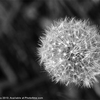Buy canvas prints of Dandelion Seed Head by Chris Day