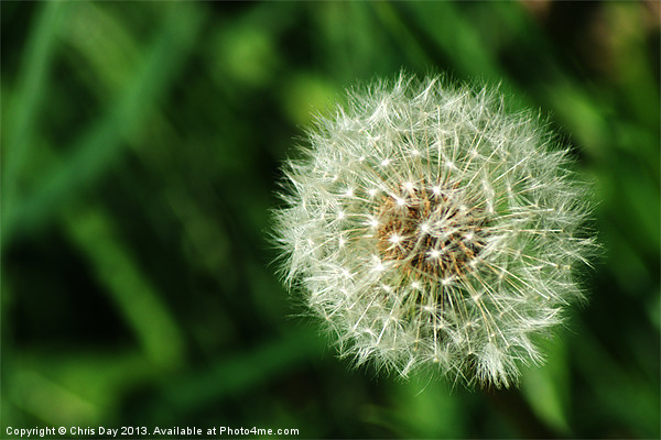 Dandelion Seed Head Picture Board by Chris Day