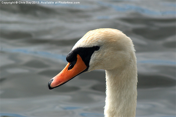Mute Swan Picture Board by Chris Day