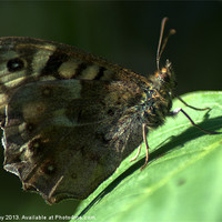 Buy canvas prints of Speckled Wood by Chris Day