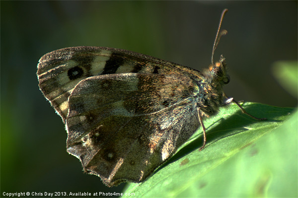 Speckled Wood Picture Board by Chris Day