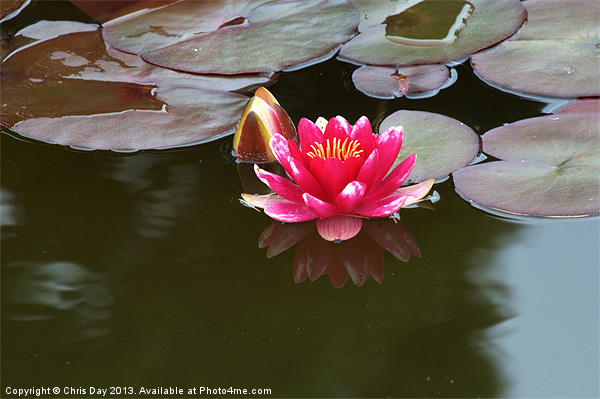 Water Lily Picture Board by Chris Day