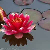 Buy canvas prints of Water Lily by Chris Day