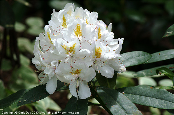 White Rhododendron Picture Board by Chris Day