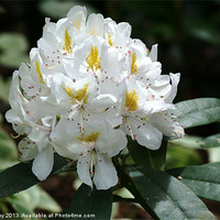 Buy canvas prints of White Rhododendron by Chris Day
