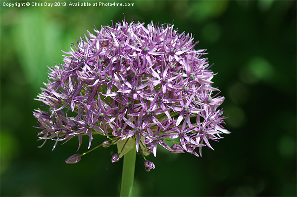 Allium Picture Board by Chris Day