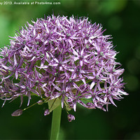 Buy canvas prints of Allium by Chris Day