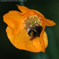 Buy canvas prints of Busy Bee by Chris Day
