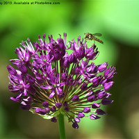 Buy canvas prints of Allium by Chris Day
