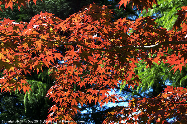 Japanese Maple canopy Picture Board by Chris Day