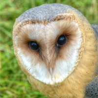 Buy canvas prints of Barn Owl by Chris Day