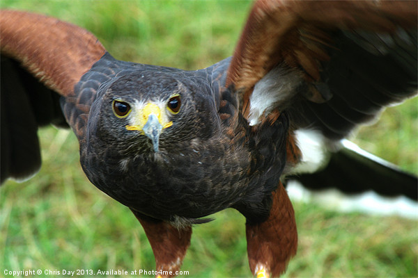 Harris Hawk Picture Board by Chris Day