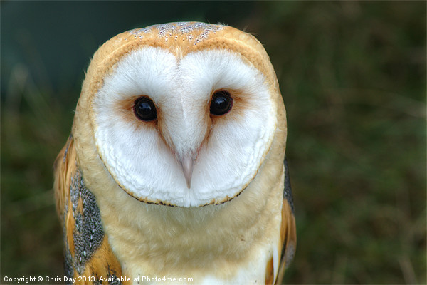Barn Owl Picture Board by Chris Day