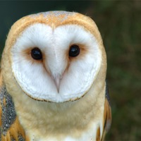 Buy canvas prints of Barn Owl by Chris Day
