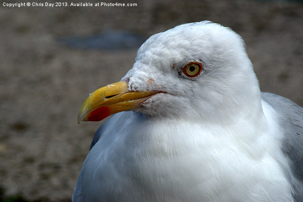 Yellow Legged Gull Picture Board by Chris Day