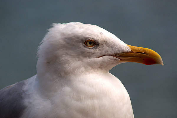 Yellow Legged Gull Picture Board by Chris Day