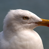 Buy canvas prints of Yellow Legged Gull by Chris Day