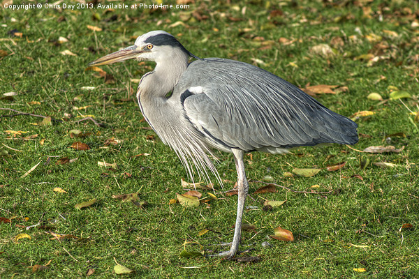 Grey Heron Picture Board by Chris Day