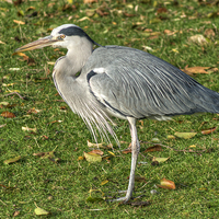 Buy canvas prints of Grey Heron by Chris Day