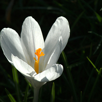 Buy canvas prints of Crocus by Chris Day