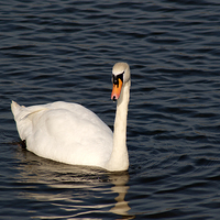 Buy canvas prints of Mute Swan by Chris Day