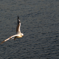 Buy canvas prints of Gull in flight by Chris Day
