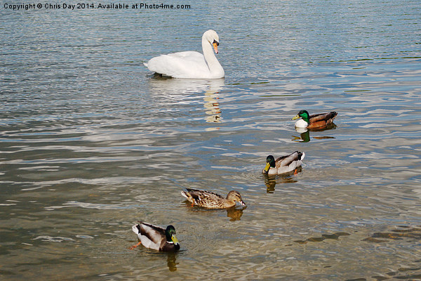 Mute Swan and Mallard Ducks Picture Board by Chris Day