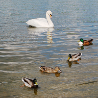 Buy canvas prints of Mute Swan and Mallard Ducks by Chris Day