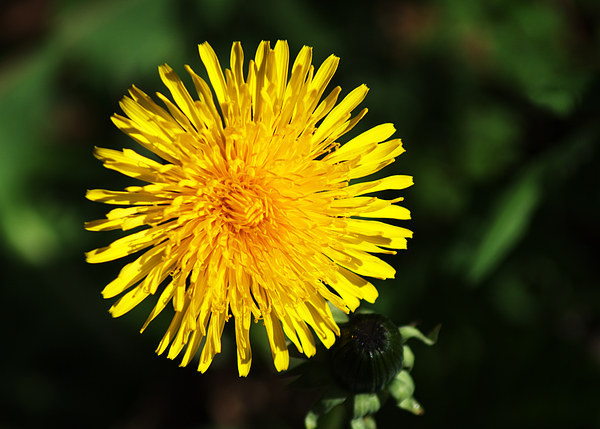 Common Dandelion Picture Board by Chris Day