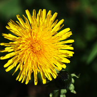 Buy canvas prints of Common Dandelion by Chris Day