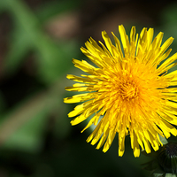 Buy canvas prints of Dandelion by Chris Day