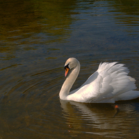 Buy canvas prints of Mute Swan by Chris Day