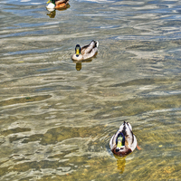Buy canvas prints of Mallards by Chris Day