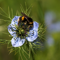 Buy canvas prints of Bee collecting pollen by Chris Day