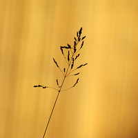 Buy canvas prints of Grass Silhouette by Chris Day