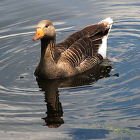 Buy canvas prints of Greylag Goose by Chris Day