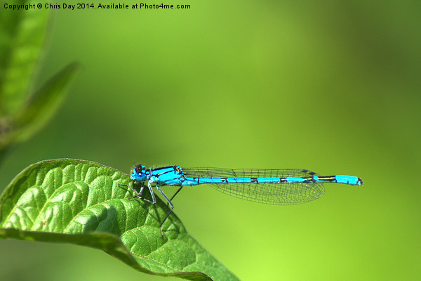 Blue Damselfly Picture Board by Chris Day