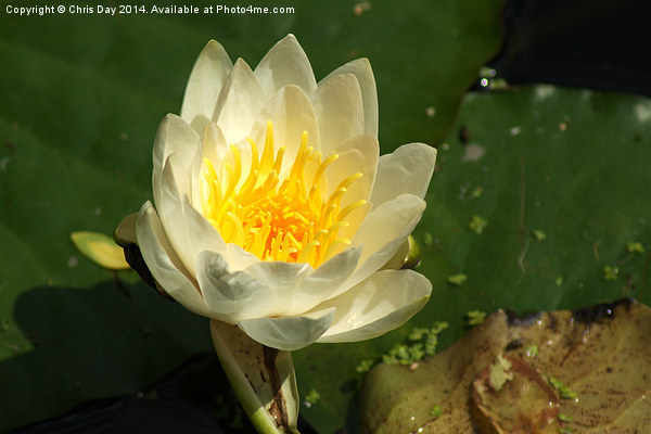 White Water Lily Picture Board by Chris Day