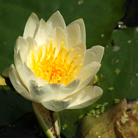 Buy canvas prints of White Water Lily by Chris Day